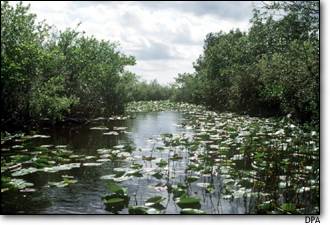 Foto: Everglades